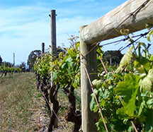 Agriturismo Eremo di San Vitaliano, Casola di Caserta. I vigneti