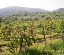 Agriturismo Eremo di San Vitaliano, Casola di Caserta. I vigneti